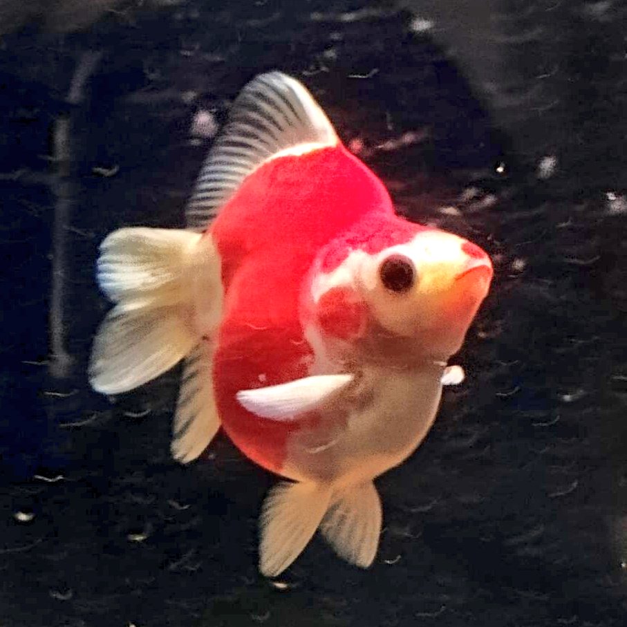 金魚ページ 金魚の夏対策は？ 猛暑の水温上昇で死ぬことはある？【金魚Q＆A No.011