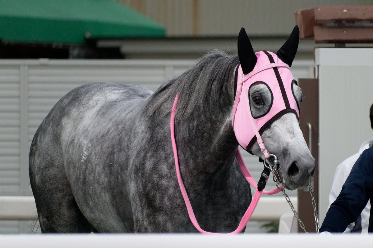 2025年10月22日 園田競馬11レース ミグラテール 牡4歳 （西脇・田村