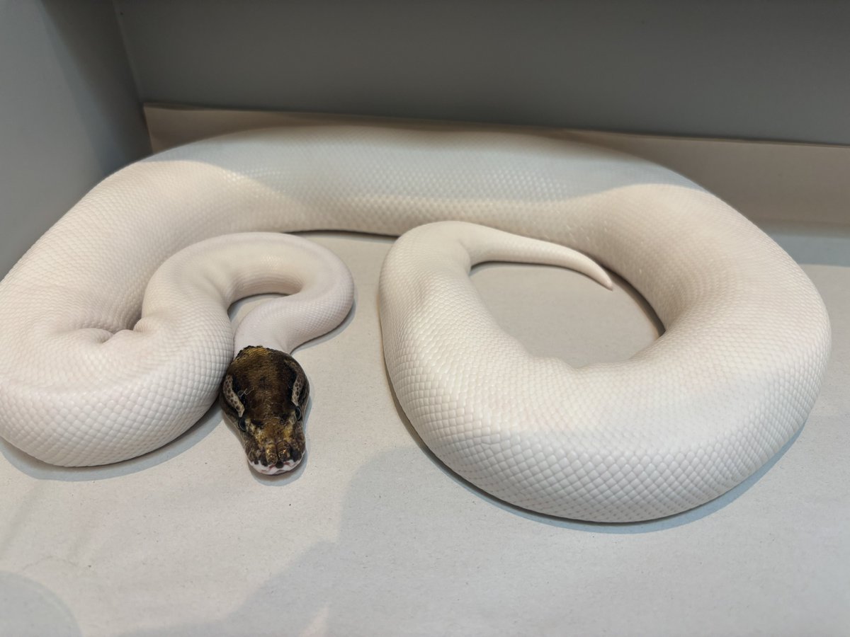 na___Python's tweet image. むちーん。