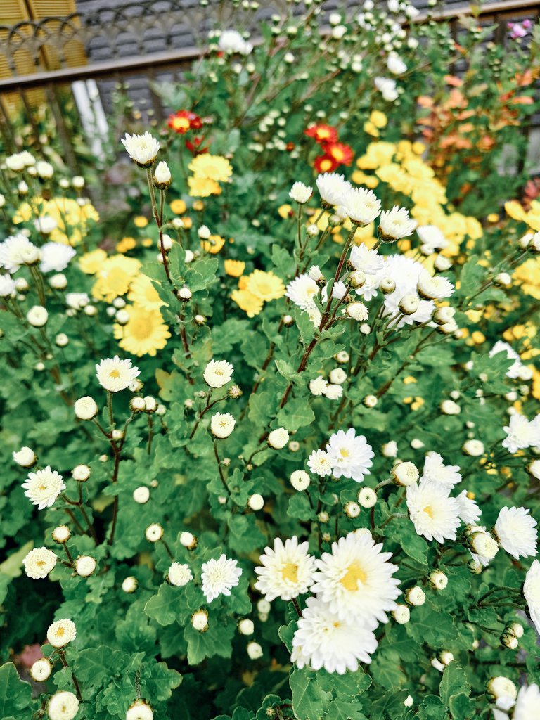 赤ちゃんの時から犬用ベッドを使わず床で寝ていたはな🐶16歳を過ぎてもそのスタイルですが、最近明け方私の布団で寝ているの😙
去年処分品だった寒菊を200円で買い植え付け、この冬見事に開花したよ✨️
#ポメラニアン
#シニア犬
#秘密結社老犬倶楽部
#寒菊