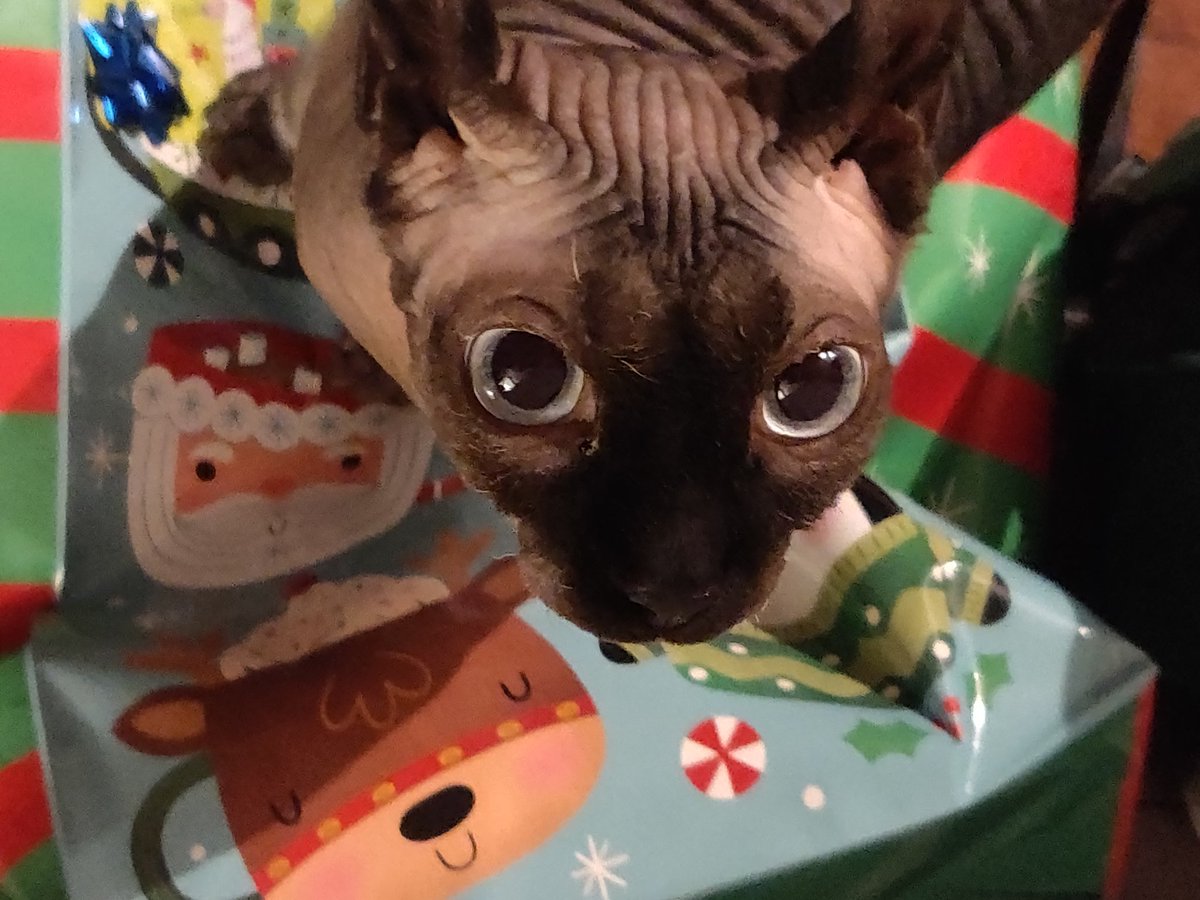 ObjectFromEons's tweet image. Cat cat cat cat KITTY!!!!!! Sharfik :3