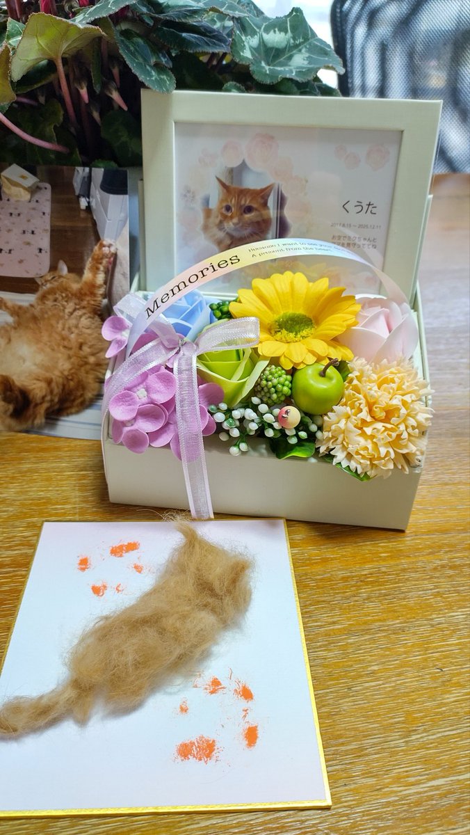 お友達からくうたに素敵なお花頂きました…
くうたの写真もつけてくれて…
本当にありがとうございます
くうた嬉しいね😊