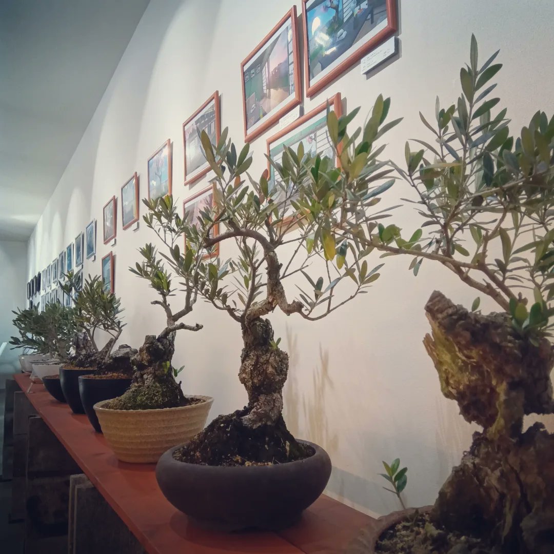 オリーブ盆栽展」やってます！ Fine Port Galleryさんにて！オリーブ