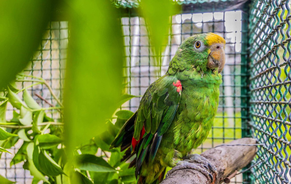 Guardianes de la vida silvestre! Durante la temporada navideña, denuncie el tráfico ilegal de flora y fauna silvestre La movilización de turistas durante la temporada vacacional de diciembre y enero aumenta el
