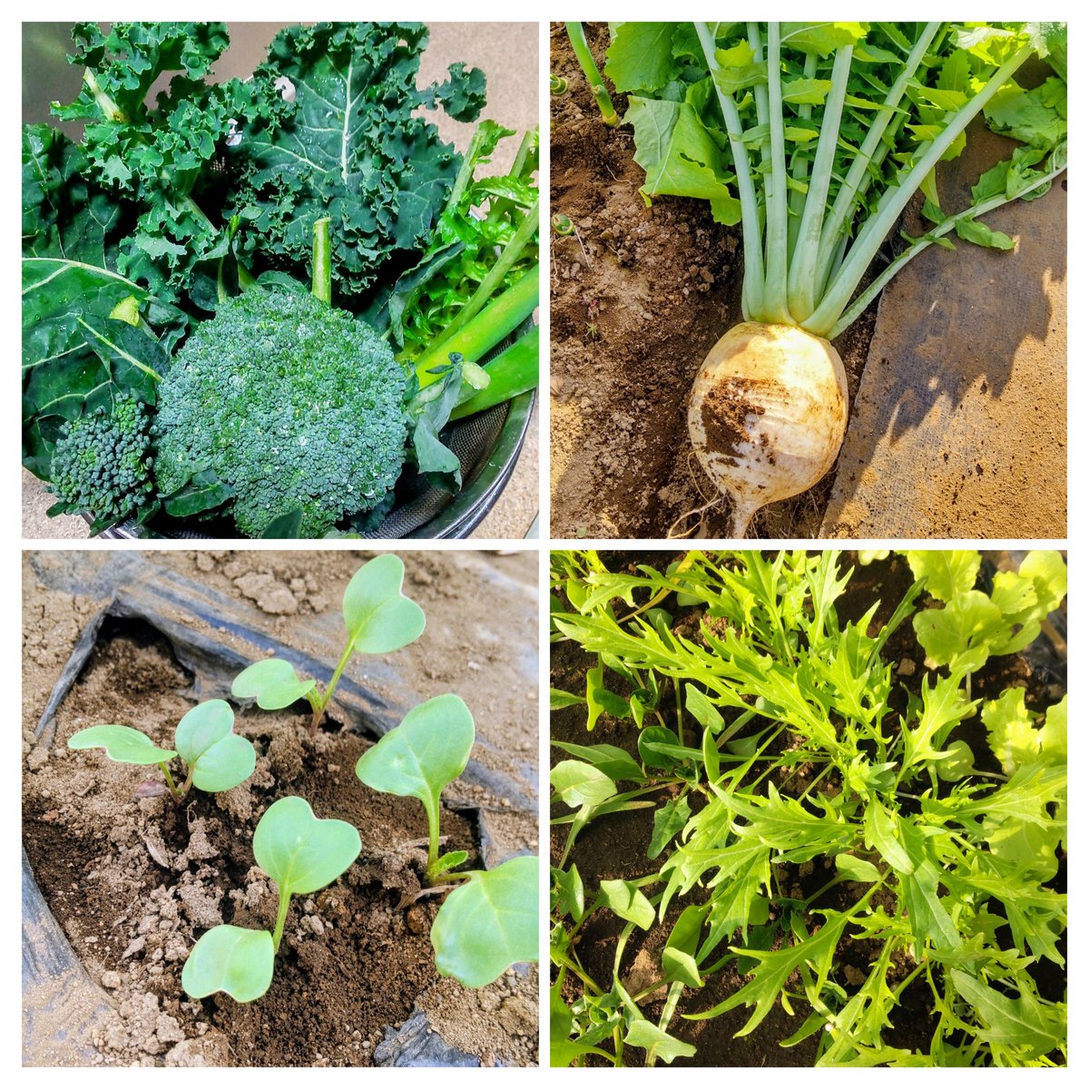 kaorin＊＊ (@kaoriof) / Posts / X