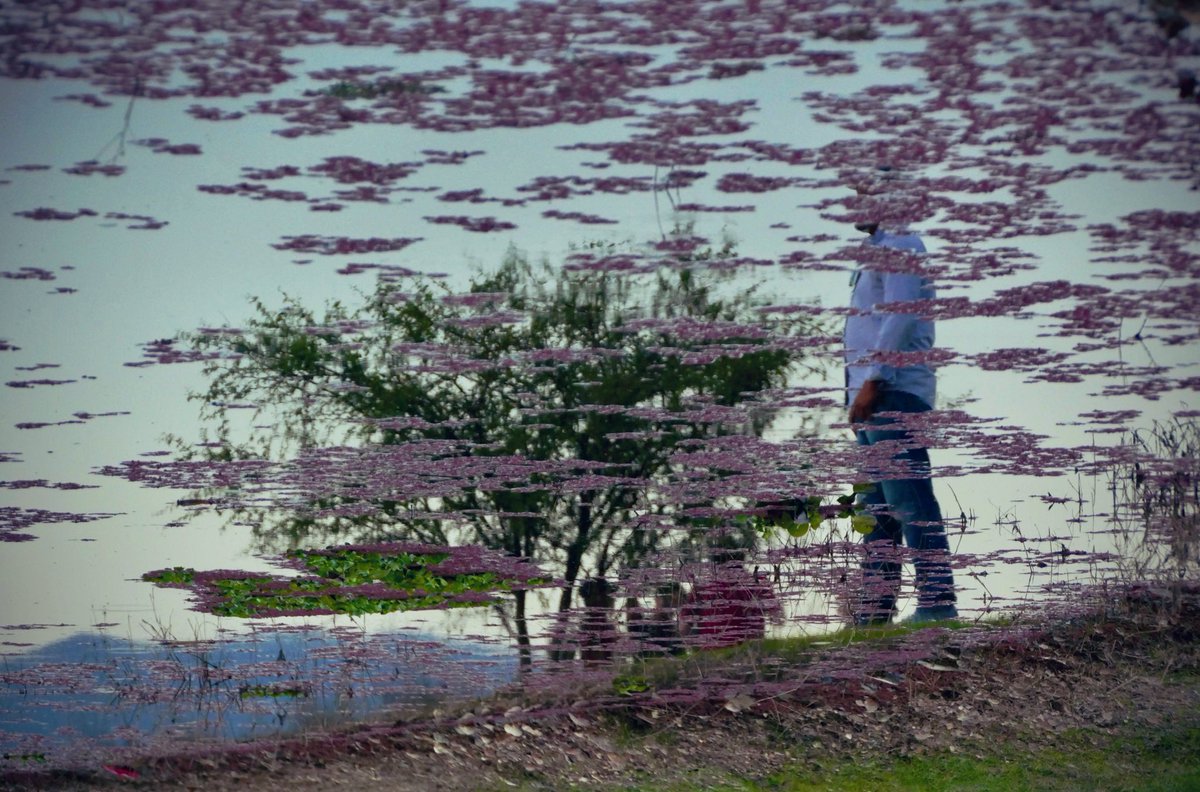 Revés,
reveses él obra,
reseco,
no caído,
ve un nuevo reparo llorar,
o ve un árbol en ocaso,
mi mal: la mimosa
con él obra.
Nuevo, raro llora,
pero ve un nuevo día, conoce.
Ser árbol es ese verse ver.