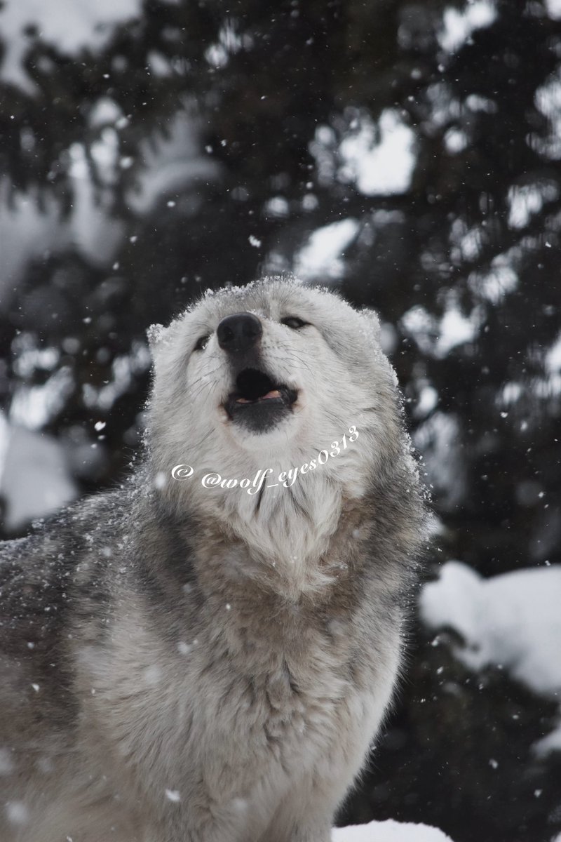 しらゆきページ 白雪:しらゆき (@wolf_eyes0313) / Posts / X