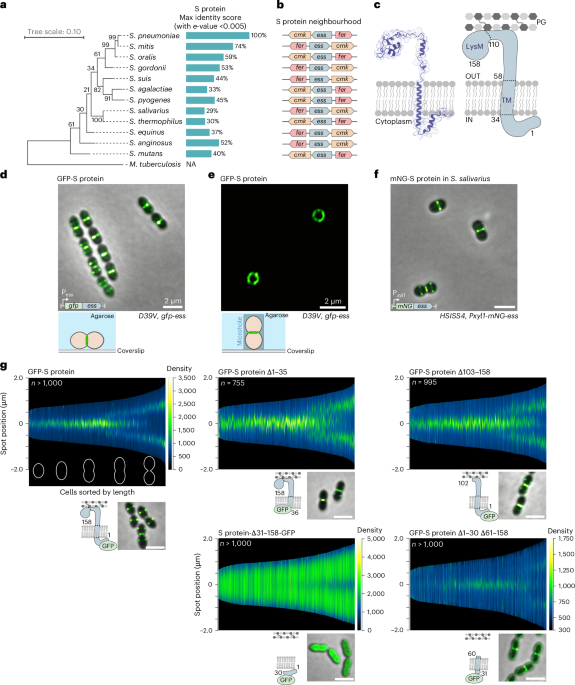 Nature Microbiology tweet media