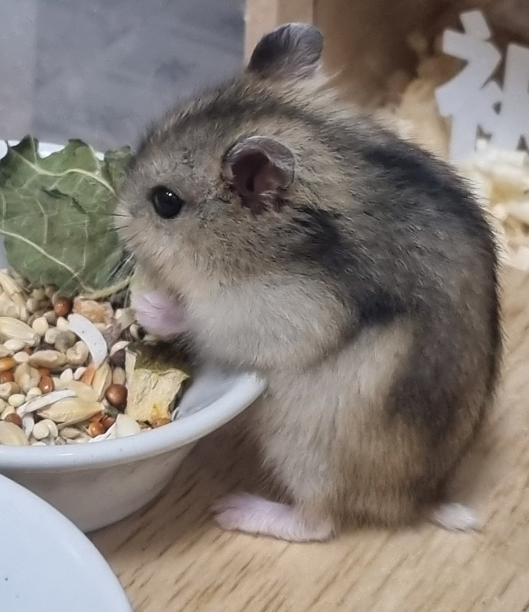 둥근햄 tweet media