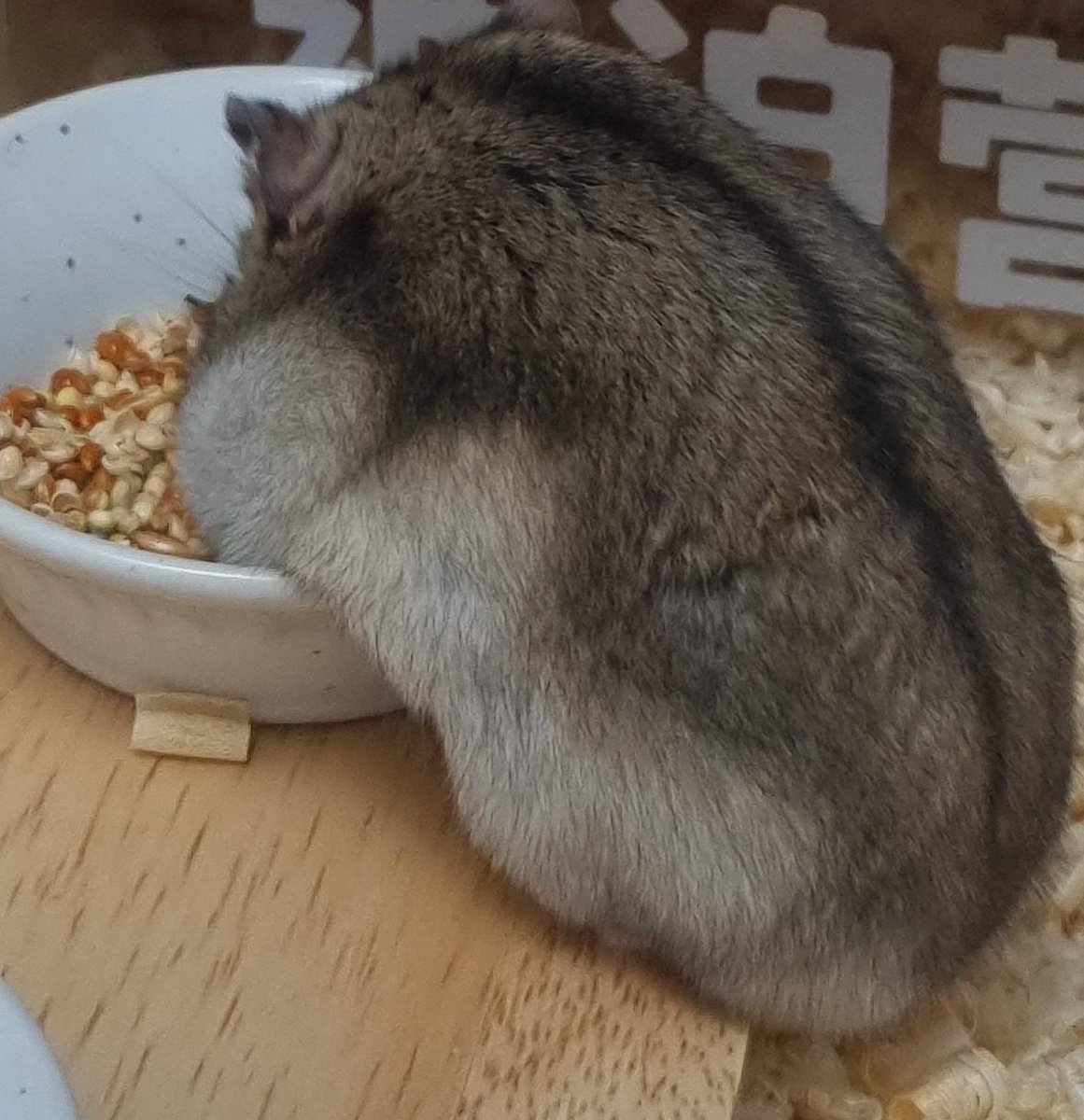 둥근햄 tweet media