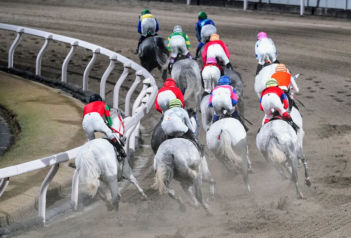 市川一　白馬 2025/12/19 川崎12R ホワイトクリスマス賞 芦毛のお尻だらけ