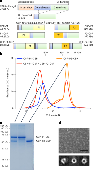 NatureMicrobiol's tweet image. Out Now! A Plasmodium-derived nanoparticle vaccine elicits sterile protection against malaria in mice bit.ly/455UVxu #Malaria #VaccineResearch #Nanoparticles
