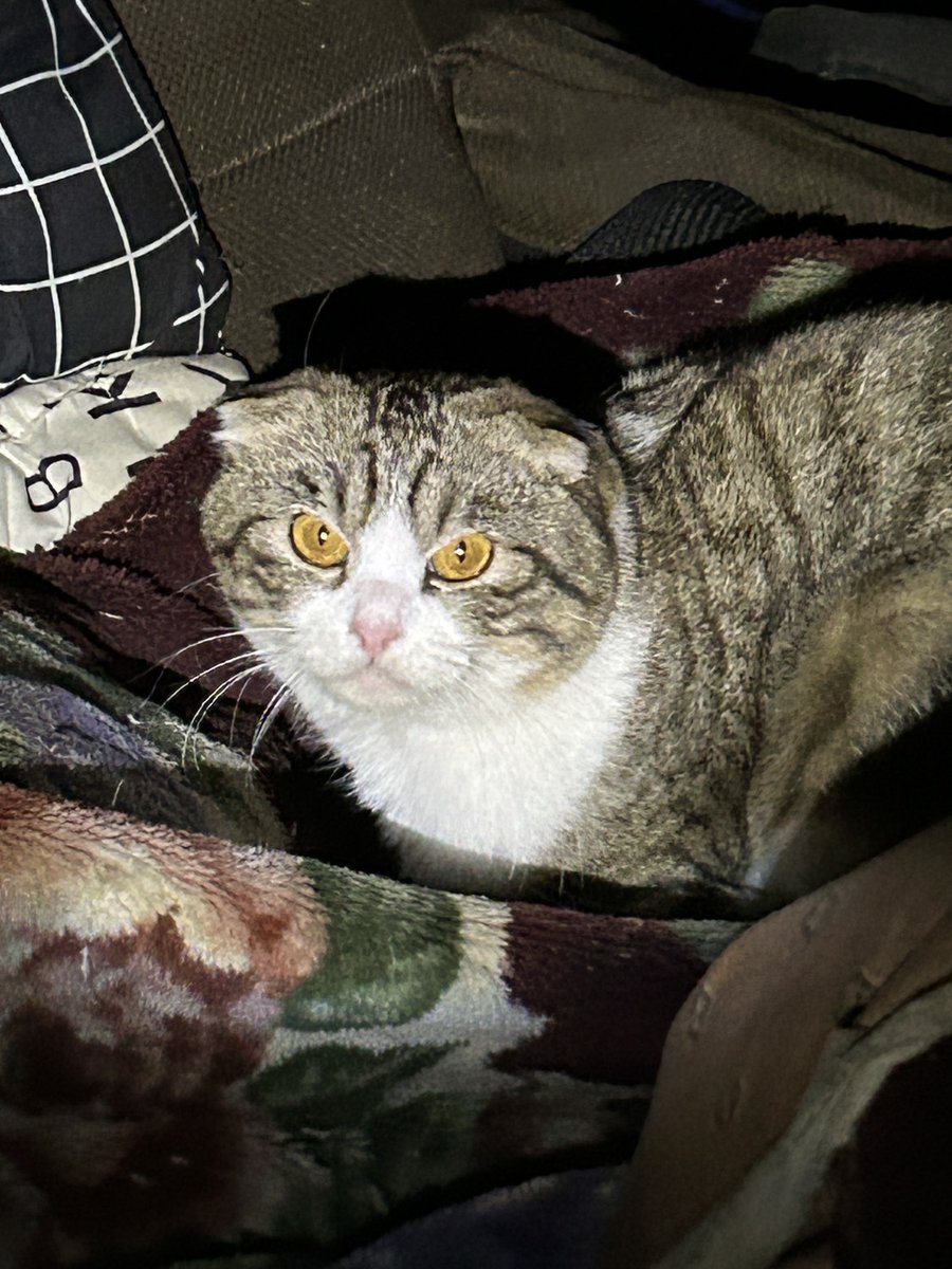 さつき2号 (@satsuki2go) / Posts / X