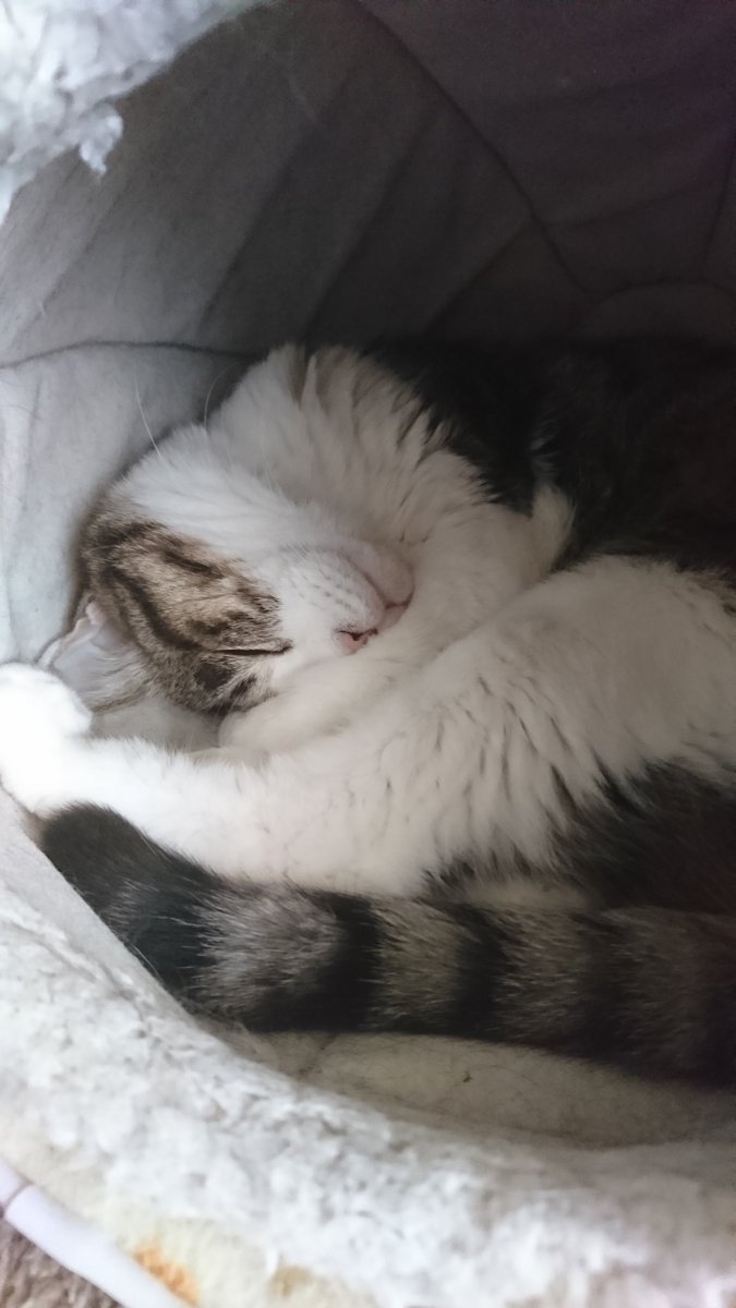 おはようございません工場長。🐈🐾寝て曜日ですにゃ☀️