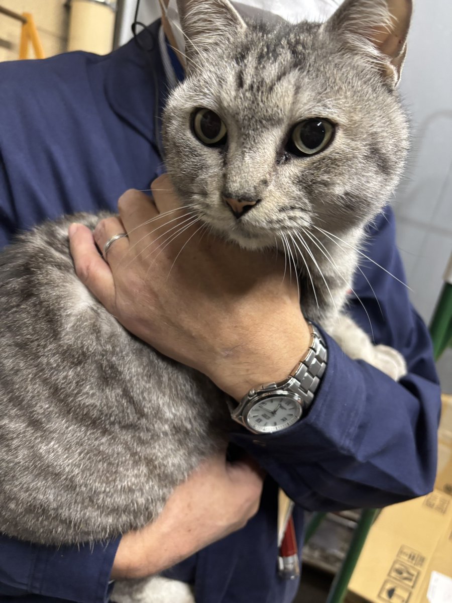 もうひとり

この子を探している方、知っている方いませんか？？

とっても慣れています
お家の中に入ってこようとします
お店の中に入ってこようとします
(入ってきた)

現在は保護されています

#迷い猫?#埼玉県 #ふじみ野市 #富士見市 #マイクロチップなし #去勢手術済み #カットなし