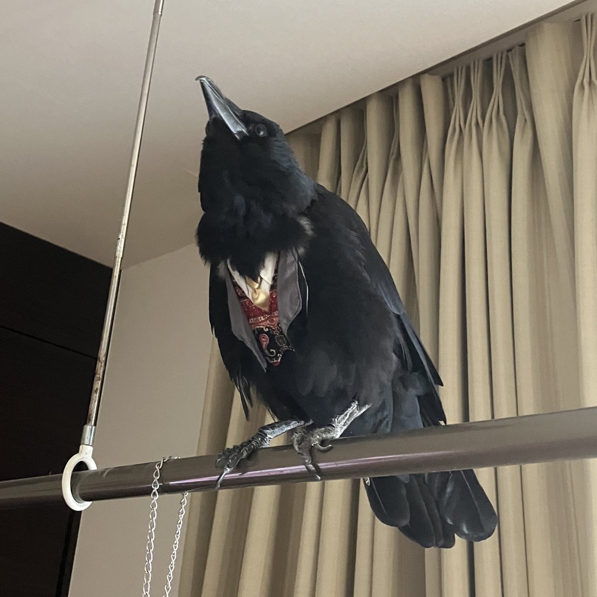 人間はワークマン愛用だけど、鳥は放鳥の度に正装。