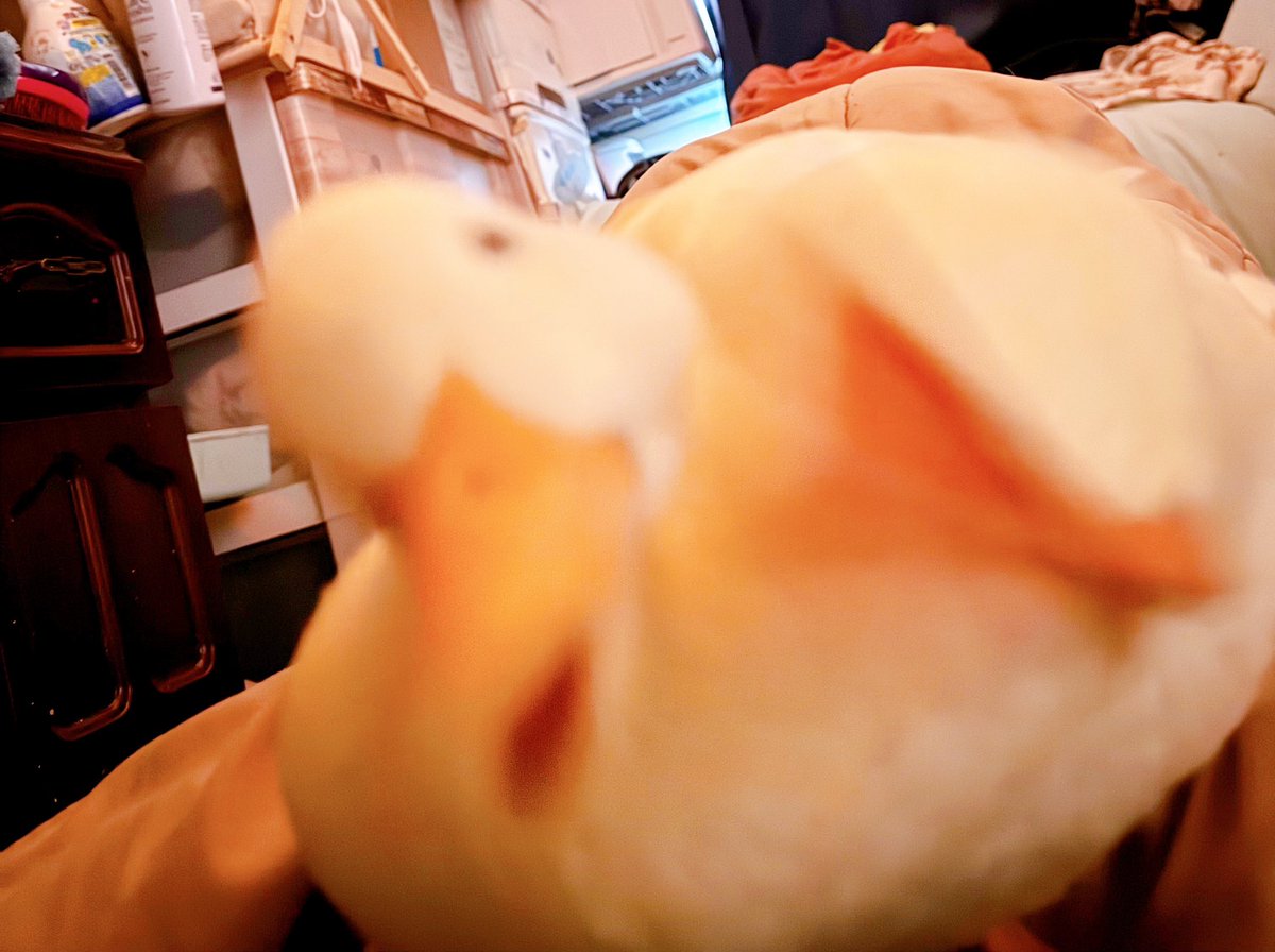 うーちゃんはコールダック (@duck_udon0629) / Posts / X