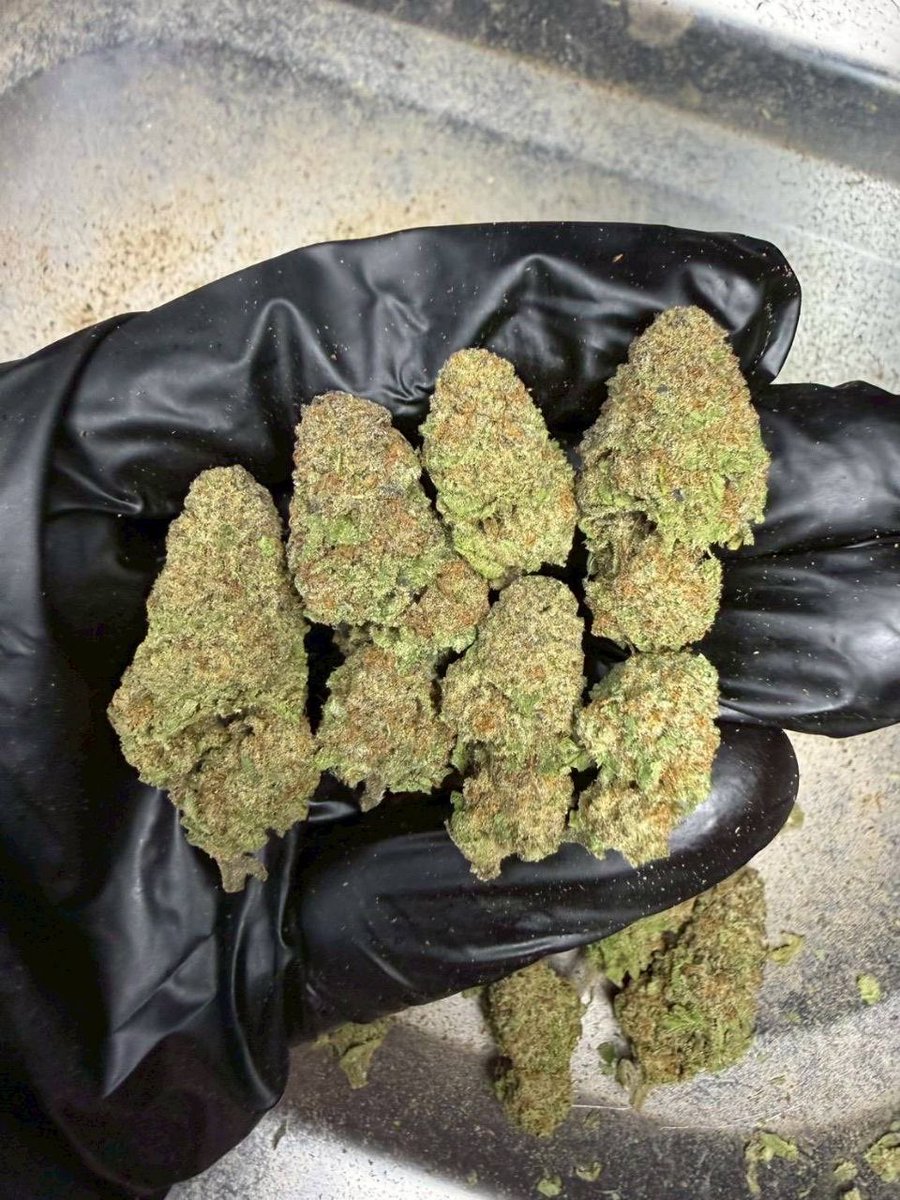 thomas_boyd420's tweet photo. 🦧Mother Gorilla 
     ( 🤮 THC 28-29% )
( Indica 30 / Sativa 70)
❄️ Evap 

https://t.co/WSrfRoYlmL https://t.co/bQAskOet4j