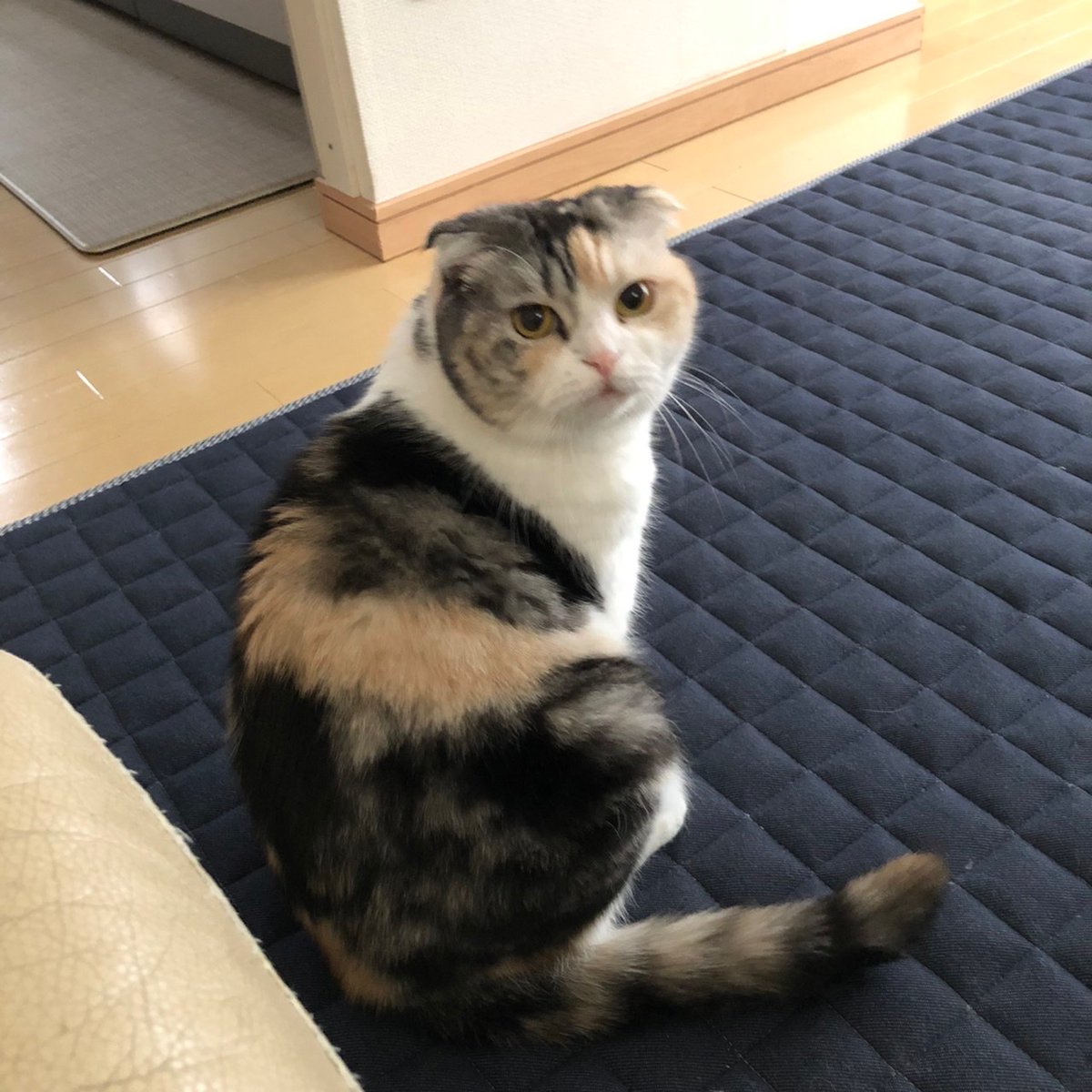 デスメカコ tweet media