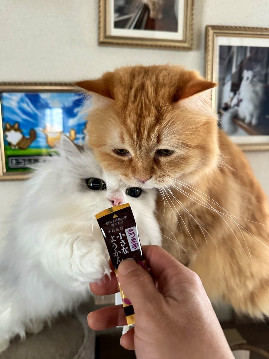 ネコランド (@NEKOLAND13) / Posts / X