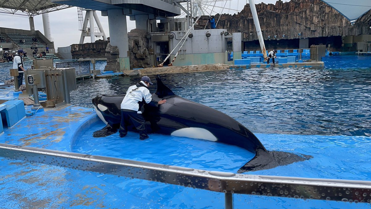 Post by なおと🏰🏴‍☠️🤠 on X: シャチ！