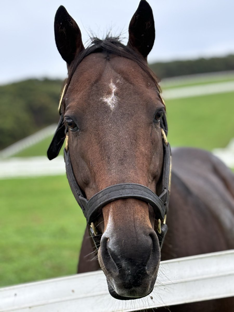 白馬牧場 (@hakubabokujou) / Posts / X