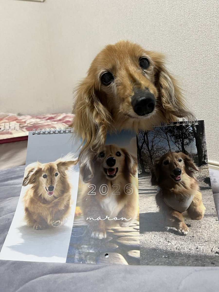 まろん🔰バイク初心者🔰 (@maron1234_) / Posts / X