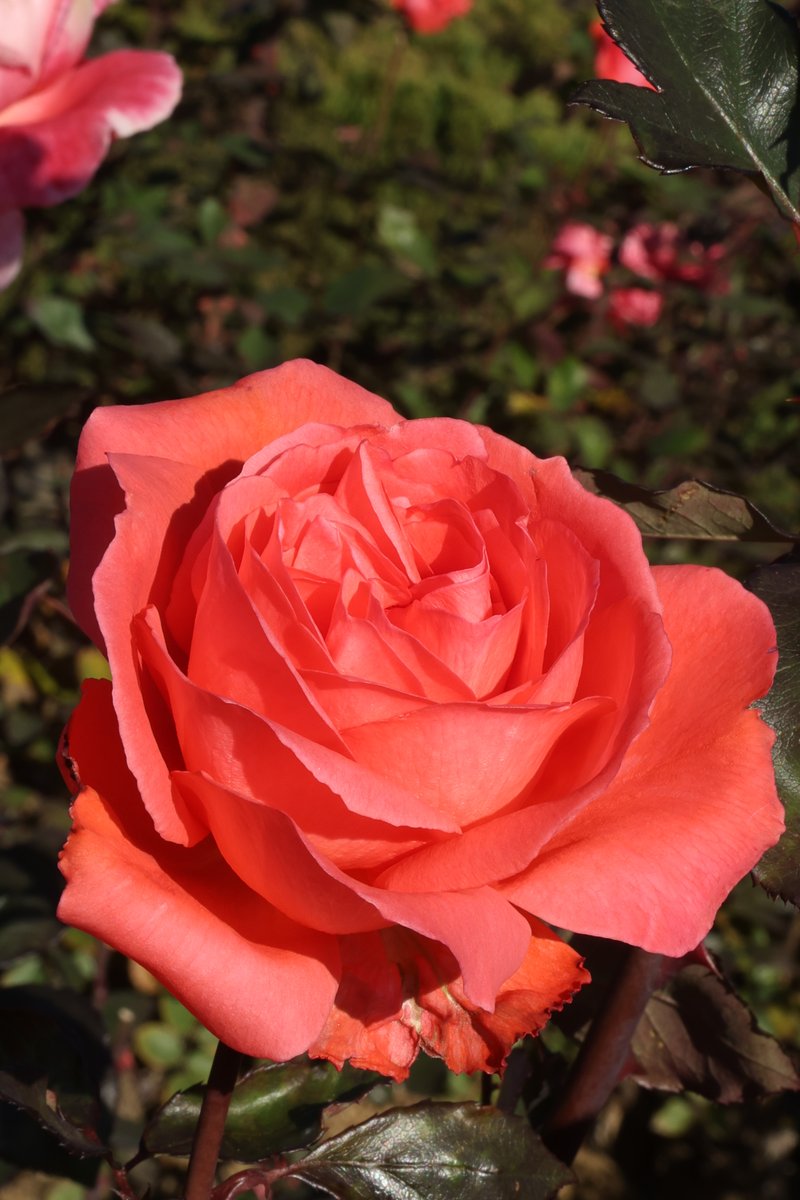 When you realise that  your enemies are increasing in numbers be sure that you are on the right path .  Never be diverted from your path .