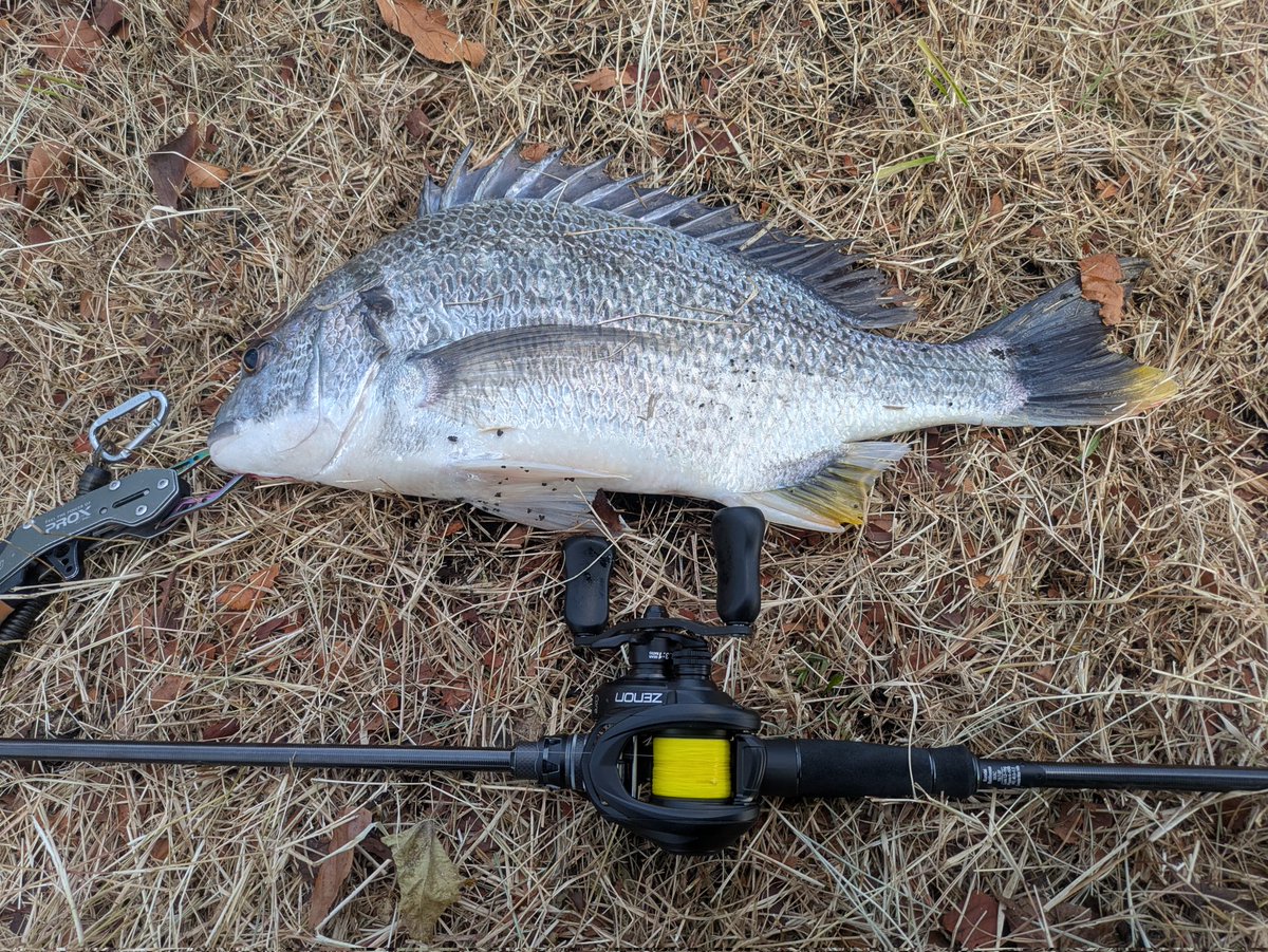 チニングたのひい