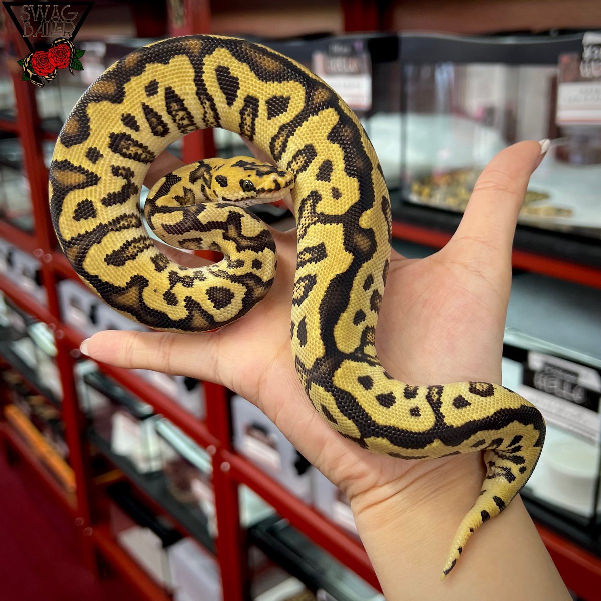 SWAGBaller0425's tweet image. ◤🐍本日も11時~20時営業🌹◢

いよいよ、5日後から4周年祭🤯❤️‍🔥

鍋パーティーには、たくさんの方が
遊びに来てくれる予感…🍲🎊
ぜひ、お気軽に
遊びにいらしてください🤙🏻☀️

周年祭に備えて
生体見に来てみませんか🥺

◤ファイアSNクラウンhetVPIアザン♂◢
#ボールパイソン
#ballpython
#爬虫類