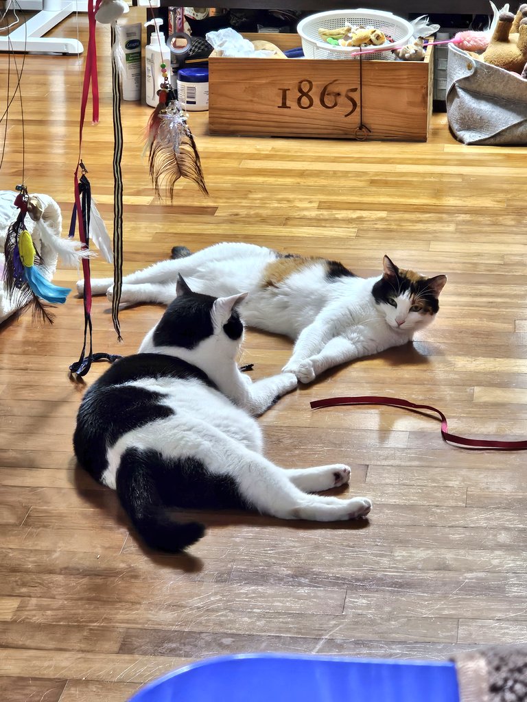 냥지창조하시는 두 분