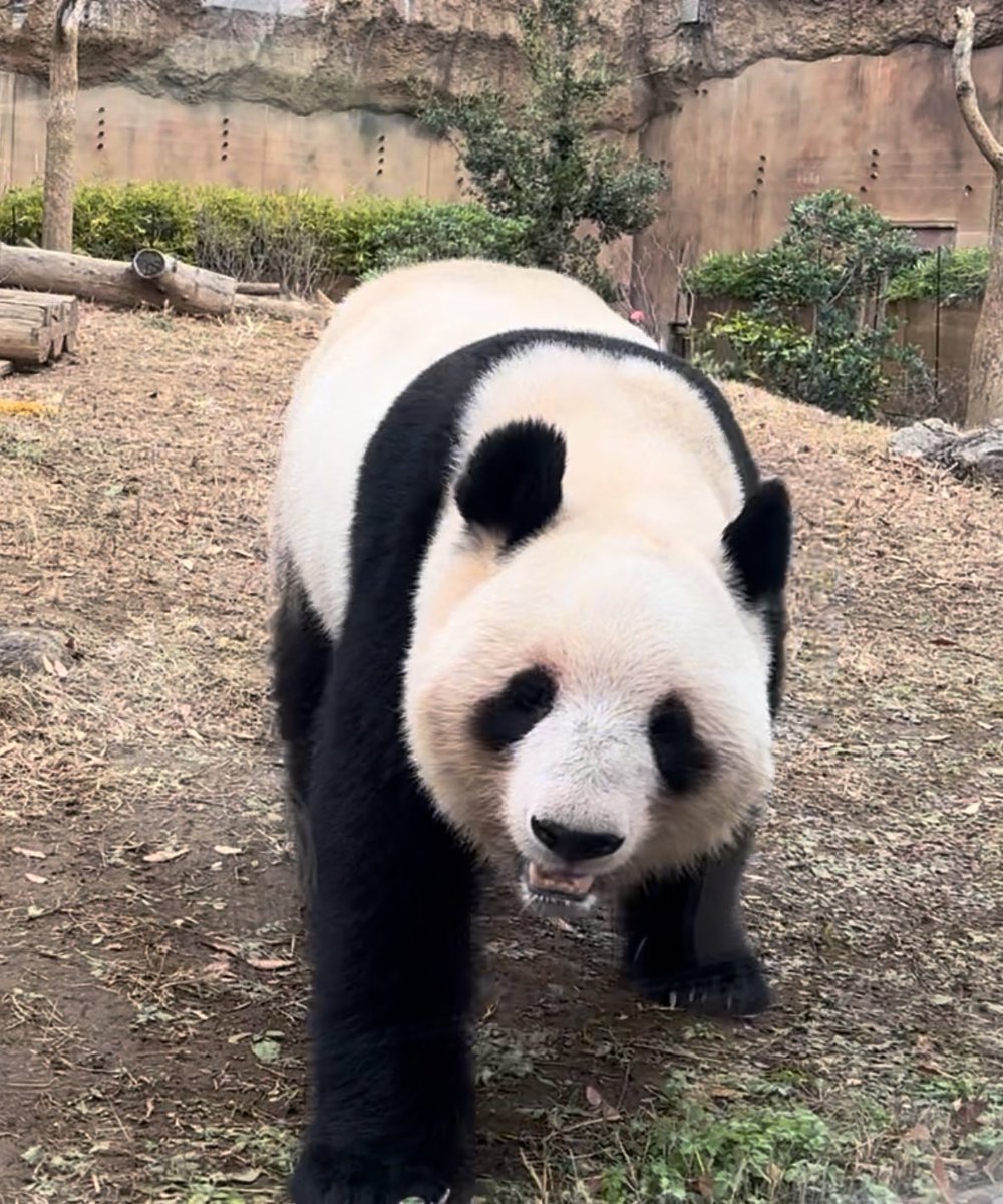 LUKE_パンダ (@0612xiangpanda) / Posts / X