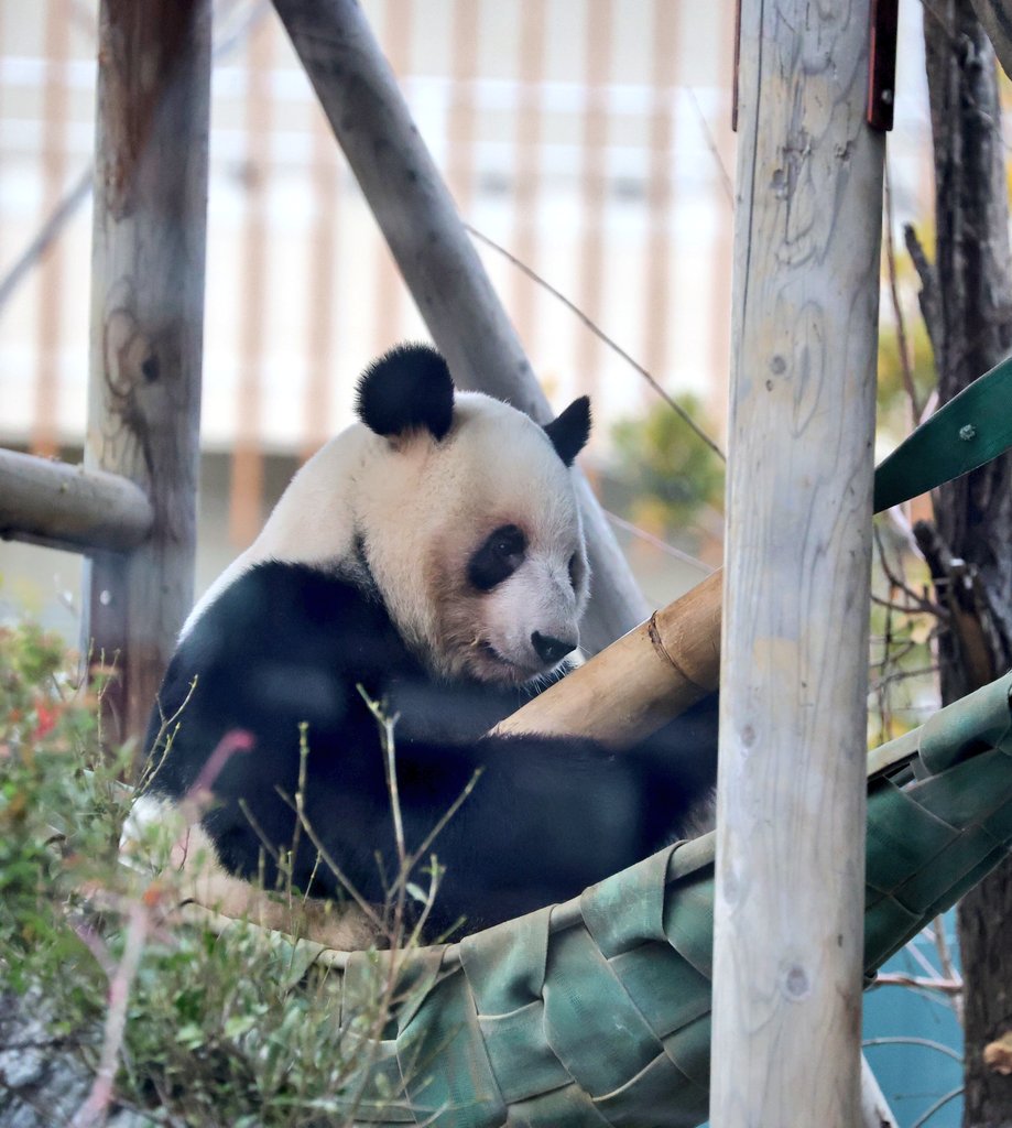 flypanda (@fly_panda6) / Posts / X