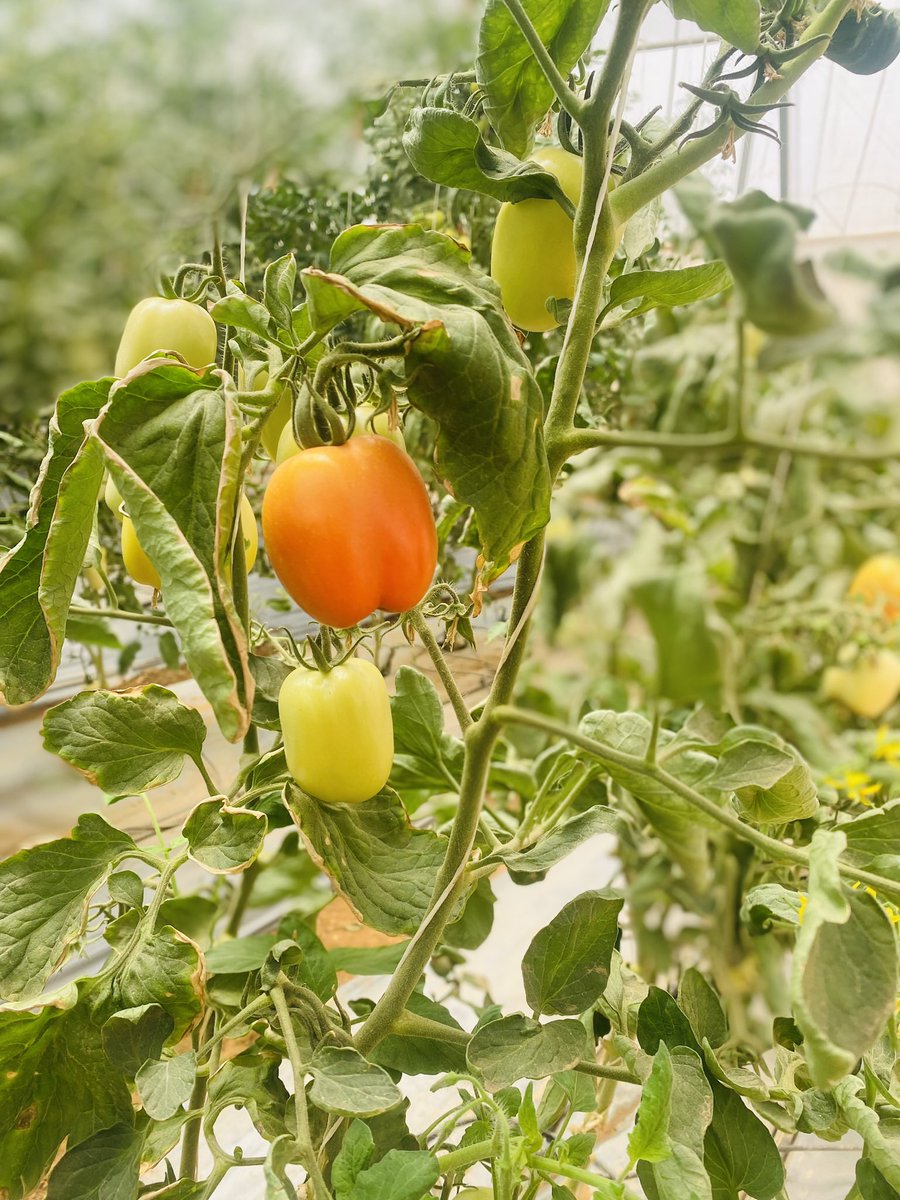 nadrahagro's tweet photo. 🌱 Welcome to NADRAH Agro! 🌱

We’re on a mission to drive food security and foster rural growth in Nigeria. At NADRAH Agro, we blend innovation with tradition, cultivating a diverse range of crops, livestock, and fish to empower local farmers and communities. https://t.co/LSENu3xa5e