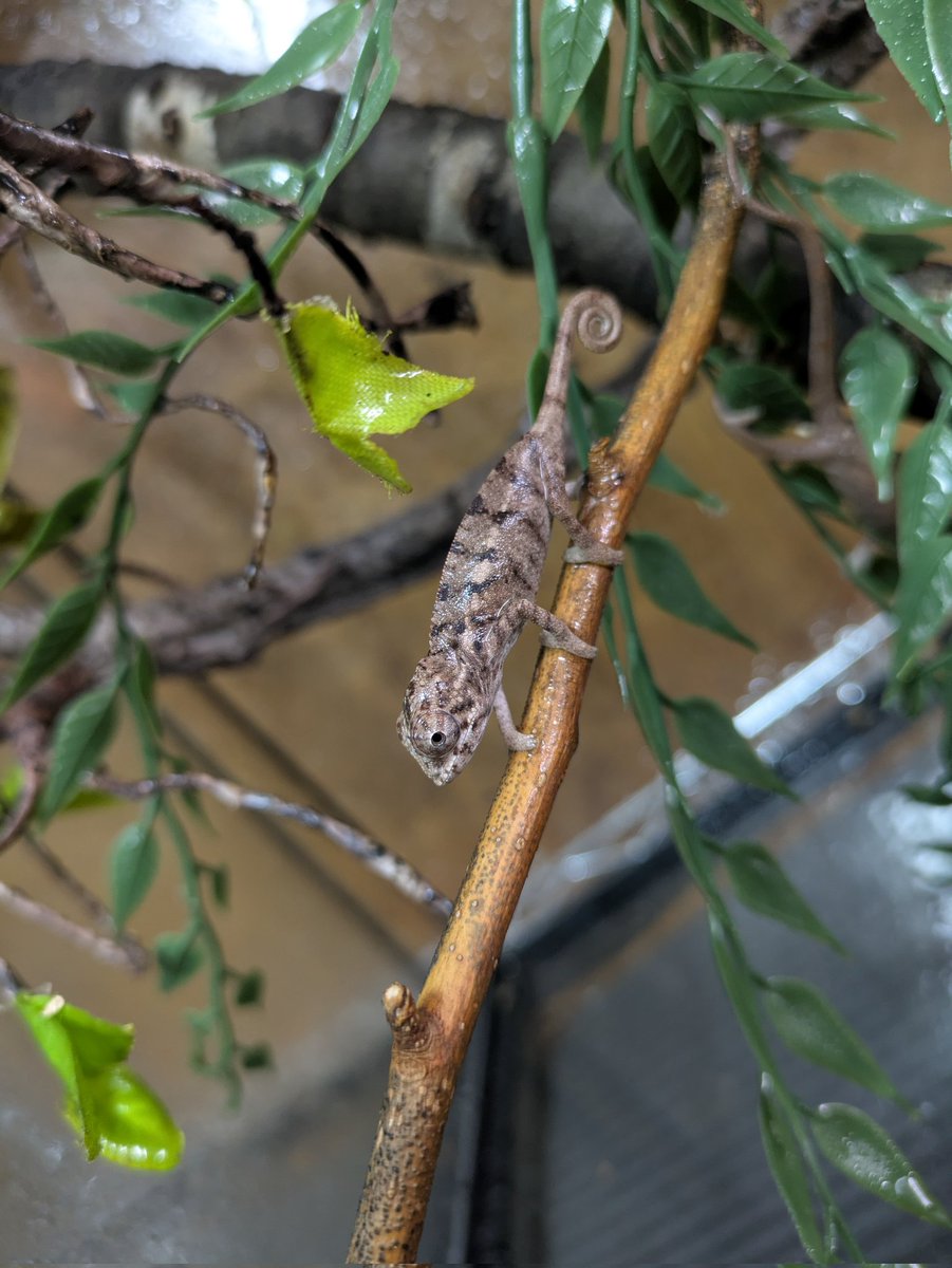 ももれおんページ ももれおん😺 (@momoleon2357) / Posts / X