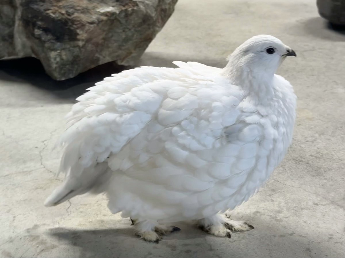 羽毛、完全防寒。ライチョウさん。