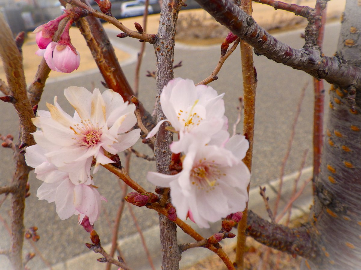 #練馬城址公園 では毎月第3土曜日に「いきものクラブ」と園内の動植物をモニタリング調査する #自然観察会 を行っています。当日参加も歓迎していますので、興味がある方は午前10時に花の丘の東屋にいらしてください。写真は今日観察した #イチゴノキ と #カンザクラ です。