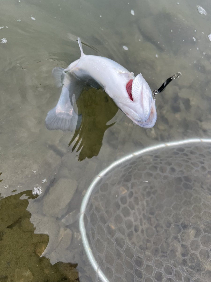 よったん (@yottanntann) / Posts / X