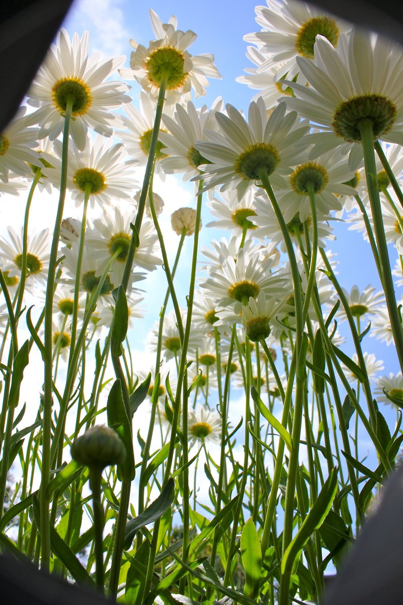 lavieestbelIe's tweet image. A bug's pov