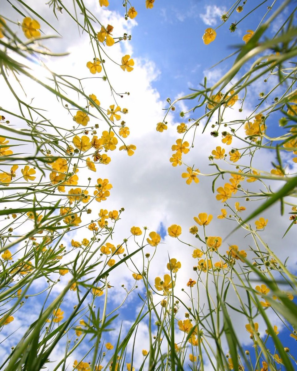 lavieestbelIe's tweet image. A bug's pov