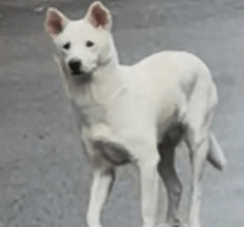 sizen_seikatu's tweet photo. 🐕迷子犬?目撃情報 #迷子犬 #迷い犬 #茨城県 #龍ヶ崎市 #白い犬
2025/12/20🗾茨城県 龍ヶ崎市で  白い犬 目撃されています
https://t.co/JwqzIuPDHC https://t.co/33fxgW8AWM