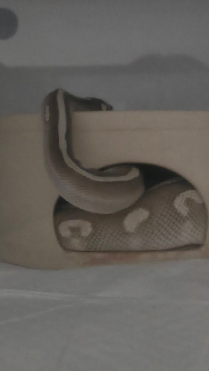 なんだろ…
何か気になるものあるのかなw
温室越しで画質悪いけど、これはおもろい
 #ボールパイソン