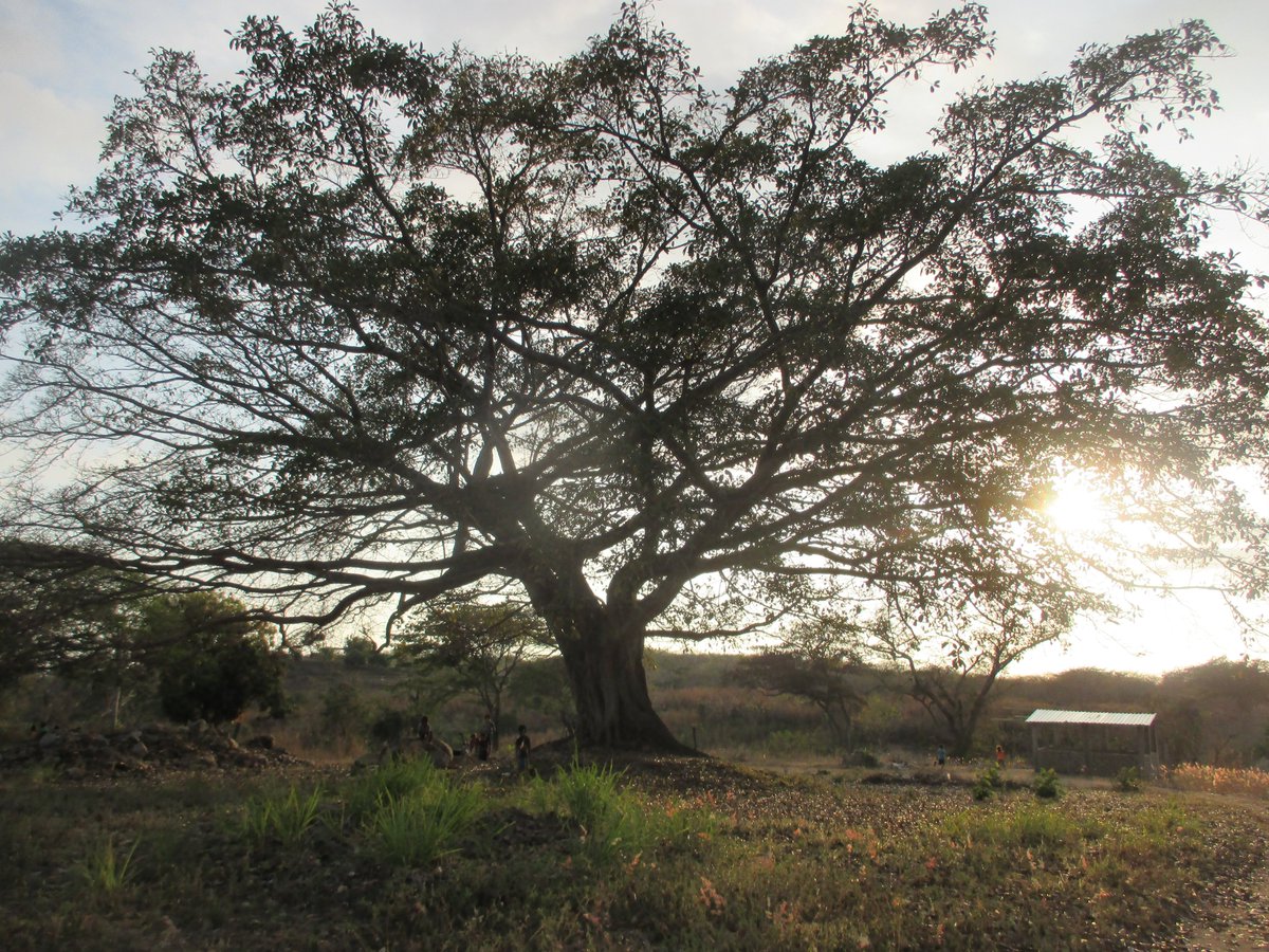 GinaMachorro's tweet image. #parota a #tropical #tree in #PuertoEscondido #coast w @MachorroGina @GinaMachorro #travel #visit #nature and #joy #cultural #tips #adventure #tourist #information  #booth #adoquin