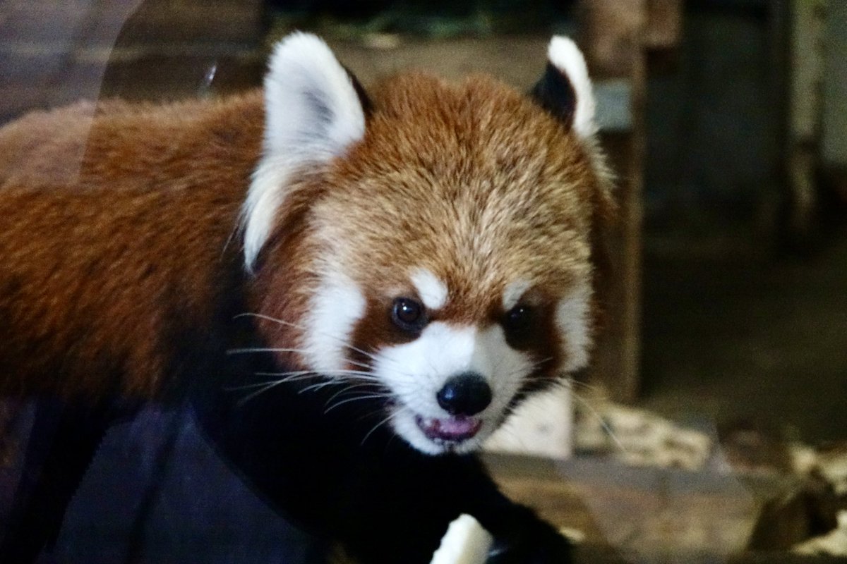 今日会えた子①😊
ソラちゃん、たけのこ君
#羽村市動物公園 #ソラ #たけのこ
羽村の朝一は久々でしたが4匹が順に屋外に顔見せに出てきてくれる方式は嬉しいですね😊
まず9時20分頃にソラちゃんが屋外に登場🍎食べて帰宅、次にたけのこ君が一旦屋外に出て暫く後に屋内に入り🍎
たけのこ君パパ似ですね