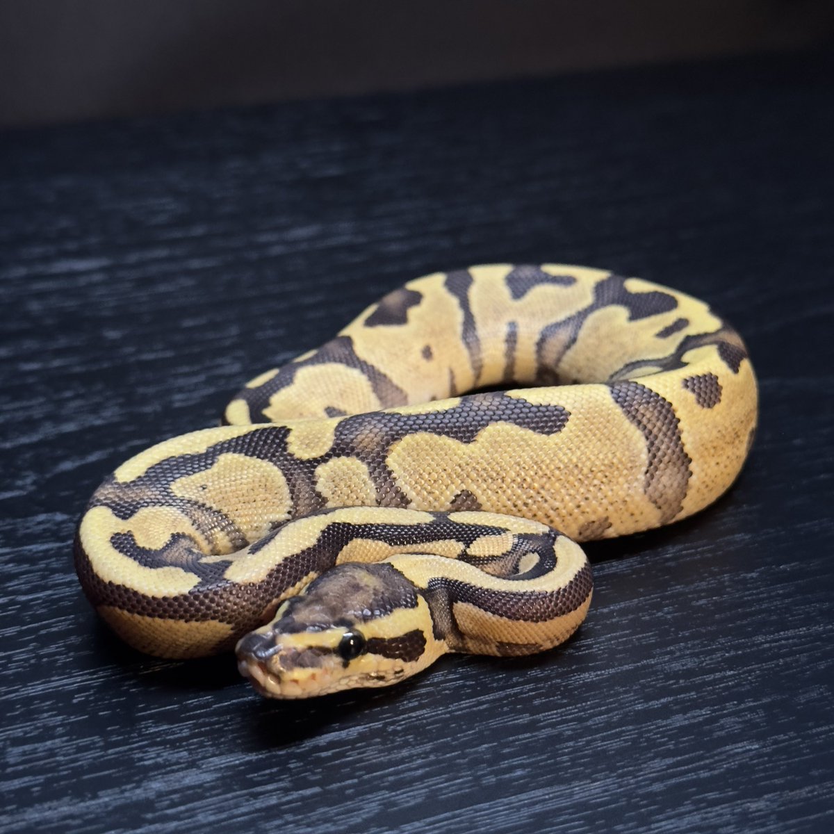 chefqanaguma's tweet image. 販売個体紹介

0.1 Fire Enchi het Pied
¥20,000

お問い合わせはDMにてお願いします。

Yellow Benjamin
@Dnasty0014Y3l 

#YBCB
#YellowBenjamin
#BallPython
#ボールパイソン