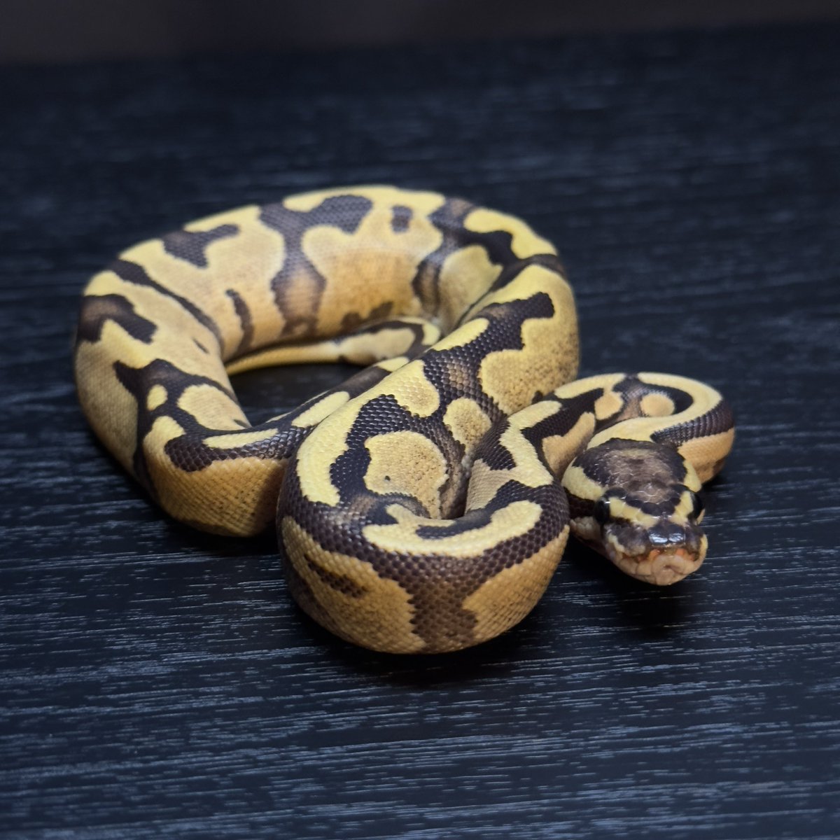 chefqanaguma's tweet image. 販売個体紹介

0.1 Fire Enchi het Pied
¥20,000

お問い合わせはDMにてお願いします。

Yellow Benjamin
@Dnasty0014Y3l 

#YBCB
#YellowBenjamin
#BallPython
#ボールパイソン