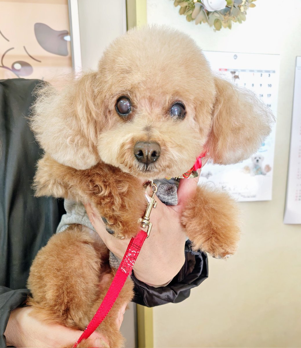 dangochanpuko's tweet photo. トリミングに行ってきたワン🐶🐾
お天気良くて暖かかったよ☀️ https://t.co/xhkKorcDR7