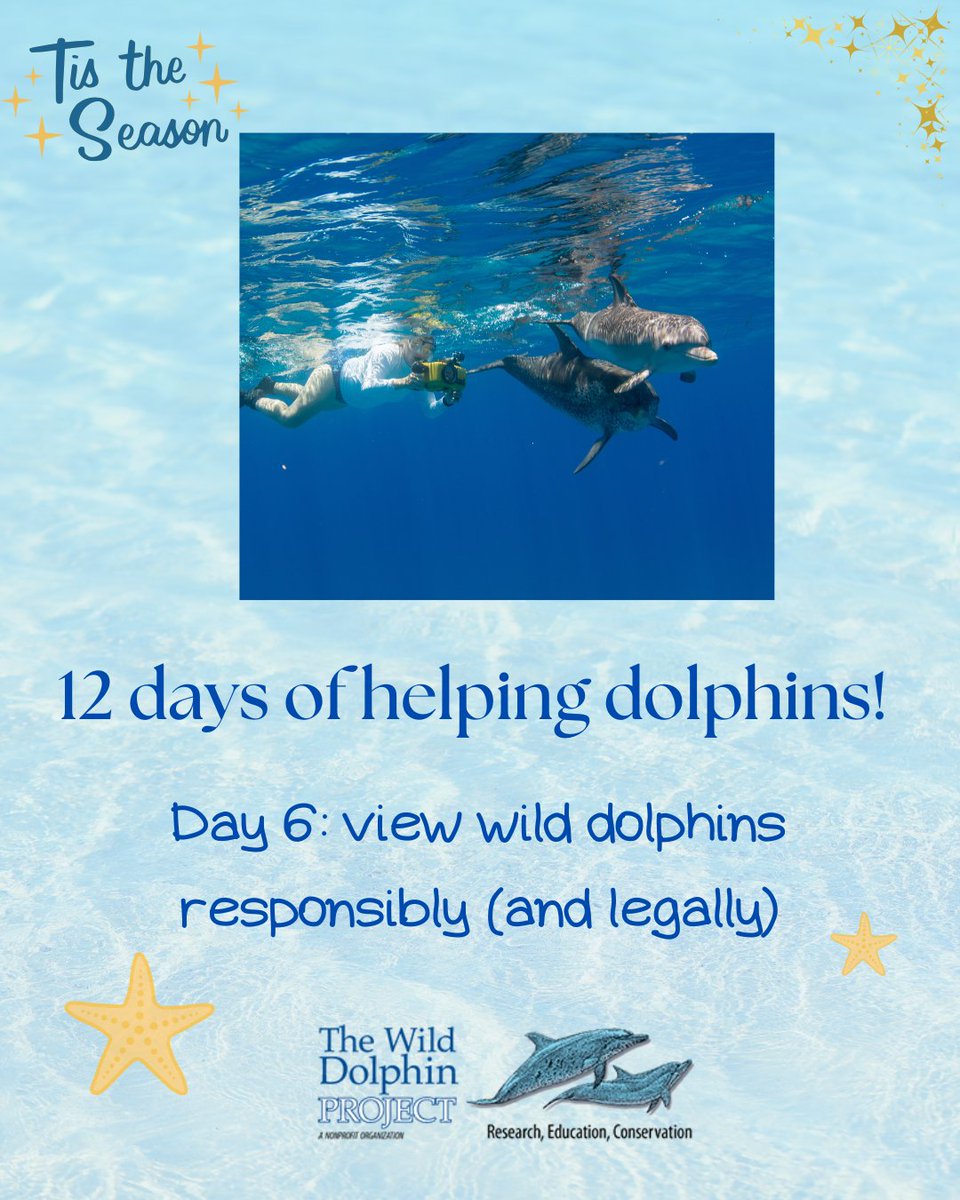 Wild Dolphin Project tweet media