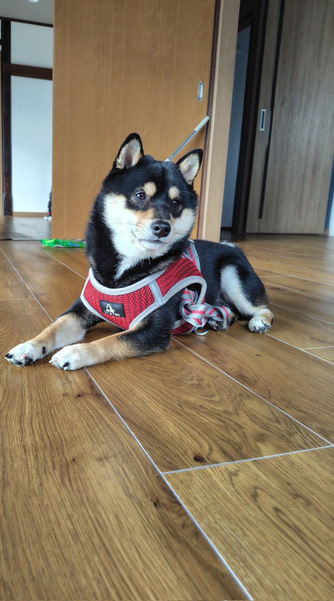 今日引っ越しました😃
こたものびのびしてくつろぎモードです😊🐶💖🌟

＃豆柴
＃愛犬
＃今日引っ越し
＃犬好きさんと繋がりたい