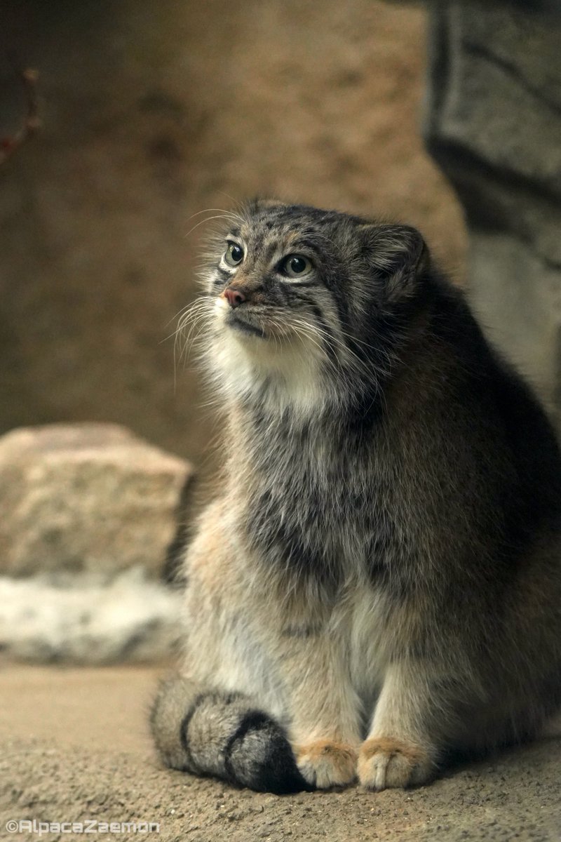 アルパカざえもん (@alpacazaemon) on Twitter photo 